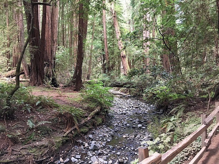 Muir Woods NM